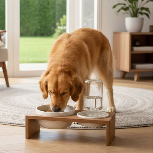 How a simple feeding upgrade can transform your pet’s comfort and health