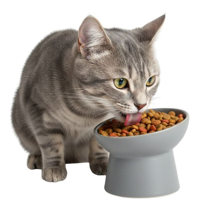 Cat eating from a elevated food bowl on a white background